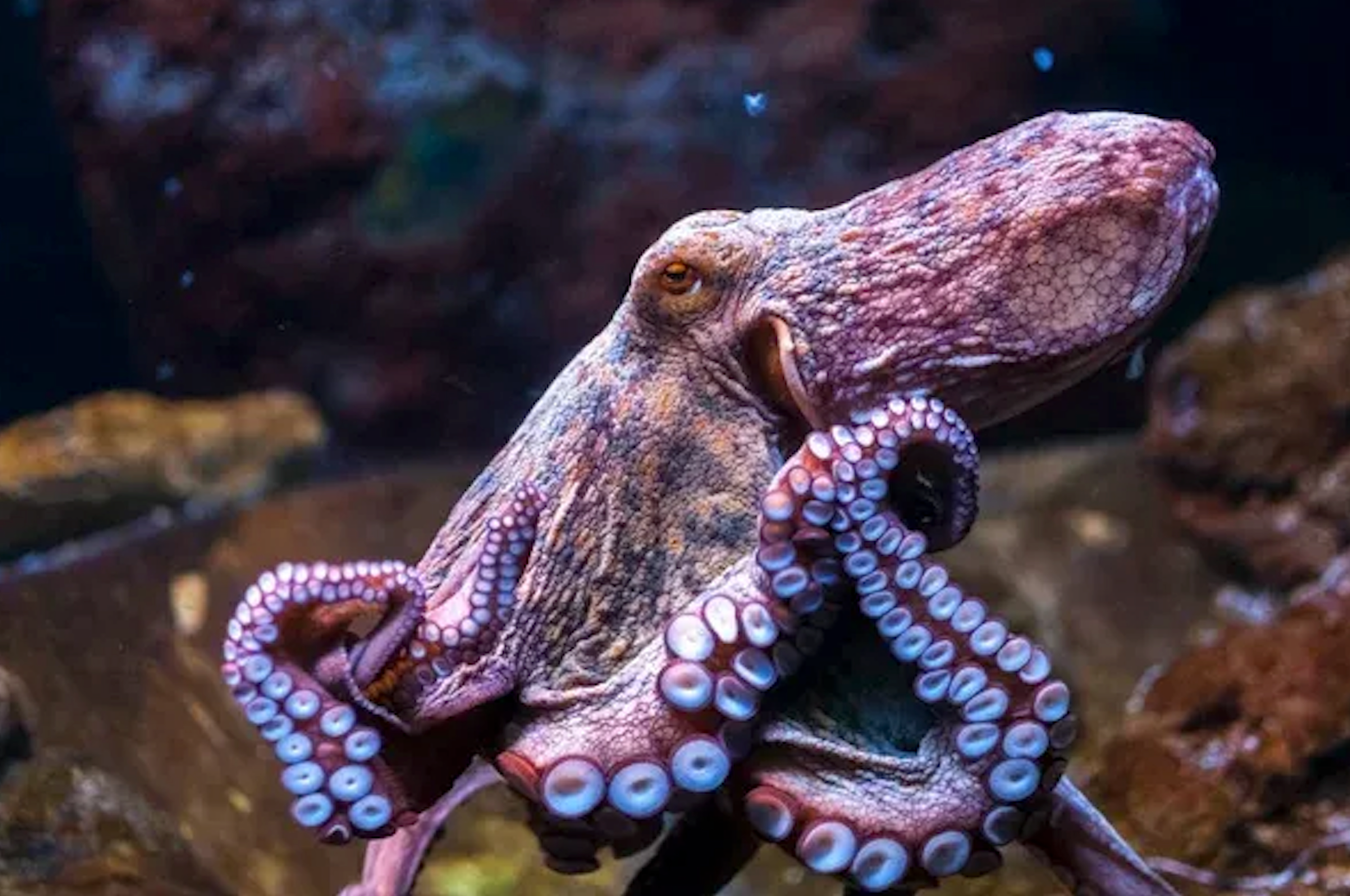Por qué el Pulpo es el Animal que Mejor Representa la Moda Sostenible